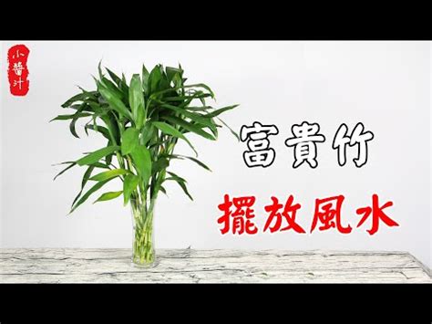 四枝富貴竹|2024龍年風水｜富貴竹買幾支？桃花要點擺？一文睇 